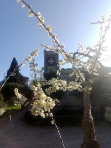 un árbol con flores blancas delante de una torre del reloj en Agriturismo Teatro del grano, en Alberobello