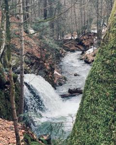 a river in the woods with a waterfall at Voronins Retreat House in Lumshory