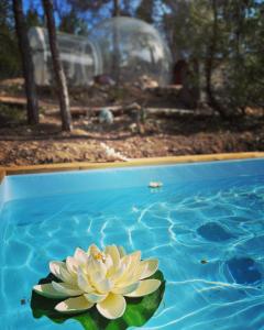 un nénuphar jaune dans une piscine dans l'établissement Admirez la Nature, séjourner différemment !, à Montagnac