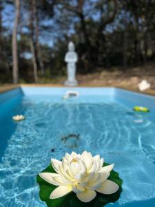 un nénuphar d'eau blanche assis au-dessus d'une piscine dans l'établissement Admirez la Nature, séjourner différemment !, à Montagnac