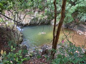 un pequeño estanque en medio de un bosque en La Jorará en Palomino