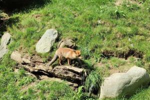 Fotografia z galérie ubytovania Casa Rural con Jacuzzi junto a Camprodon. v destinácii Abella
