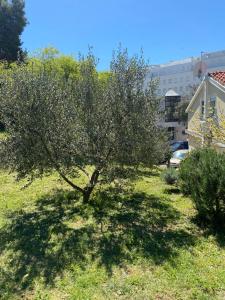 Zahrada ubytování Apartman Zadar Centar(free parking and wi-fi)