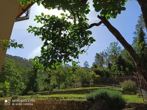 a view of a garden from behind a tree at Agriturismo Le cicale e la formica in Casarza Ligure