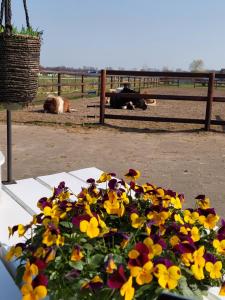 Une bande de fleurs assise sur une table dans un champ dans l'établissement Bed & breakfast Achter ons huis, à Berlicum