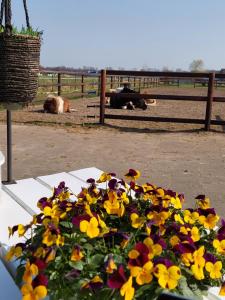 um ramo de flores sentado em uma mesa em um campo em Bed & breakfast Achter ons huis em Berlicum