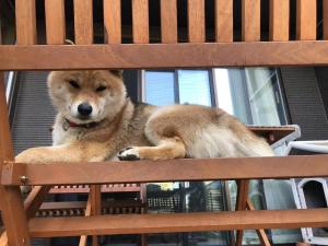 a dog sitting on top of a wooden bench at Guesthouse Gifu SUAI in Gifu