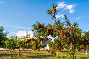 a group of apple trees in an orchard at Villa Dionysus in Gennadi