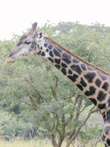 Eine Giraffe steht neben einem Baum in der Unterkunft Lilayi Lodge in Lusaka