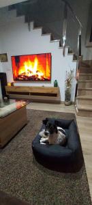a dog laying in a dog bed in front of a fireplace at Excelente Dúplex de Lujo in Murcia