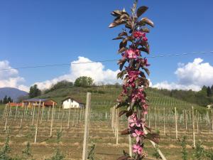 Vonkajšia záhrada v ubytovaní Agrialpi by Salfrutta