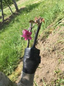 Vonkajšia záhrada v ubytovaní Agrialpi by Salfrutta