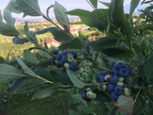 Vonkajšia záhrada v ubytovaní Agrialpi by Salfrutta