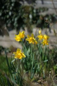 a group of yellow flowers in the grass at Seashells - Bembridge in Bembridge