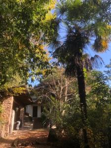 una palmera al lado de un edificio en un bosque en TORRE GARDEN HOME - casa singola nella città di Bolzano con giardino privato, en Bolzano