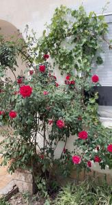 a bush of red roses growing on a wall at Chambre cosy in Arles