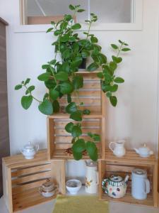 une étagère en bois avec une plante en pot dans l'établissement Auberge La Petite École de Forillon, à Gaspé