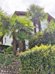 Ein Garten an der Unterkunft Casa le palme -Montagnola