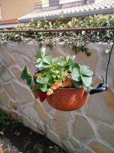 a potted plant hanging on a stone wall at L'Agrifoglio Dell'Etna in Trecastagni