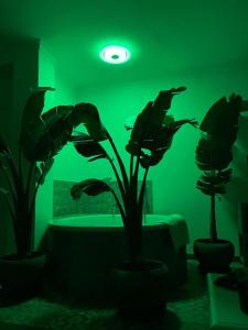 ein grünes Zimmer mit zwei Topfpflanzen und einem Waschbecken in der Unterkunft Suite Rural Oasis in Benamahoma