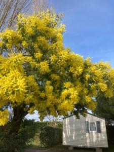 a yellow flowering tree next to a small shed at Camping l’r pur in Saint-Vincent-sur-Jard