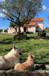 dos perros tirados en el césped delante de una casa en Linhal das Meias - São José das Matas, 