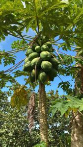 a bunch of green bananas hanging from a tree at Pousada Chalés Praia Vermelha in São João Batista do Glória