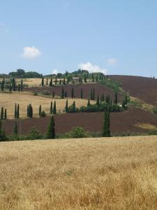 a field with cypress trees on a hill at BBBagni in Bagni San Filippo