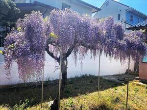 un árbol cubierto de flores púrpuras en un patio en Surf Imin G-Sun en Wakayama