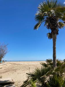 a palm tree on a sandy beach at Ravenna d'Amare in Marina di Ravenna