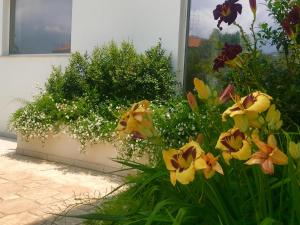 Vonkajšia záhrada v ubytovaní Path House - Etna & Sea View