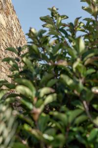 Vonkajšia záhrada v ubytovaní White Tinos Luxury Suites