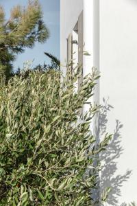 Vonkajšia záhrada v ubytovaní White Tinos Luxury Suites