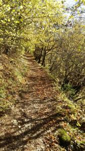 a dirt road with trees and leaves on it at Le Chartreux de Saint Pierre de Chartreuse in Saint-Pierre-de-Chartreuse