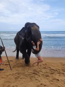
a man is standing on the beach with an elephant at Lavila beach resort in Wadduwa

