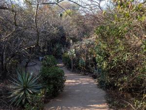 um caminho através de um jardim com árvores e plantas em African Sky Bush Camp em Rabelaisruskamp