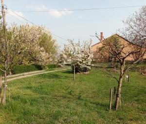 podwórko z kwitnącymi drzewami w trawie w obiekcie Panoráma Pihenőház w mieście Balatonalmádi +2 zdjęcia