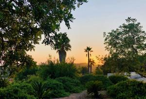 un giardino con palme e cespugli al tramonto di Finca Sa Moleta Nou a Son Macia