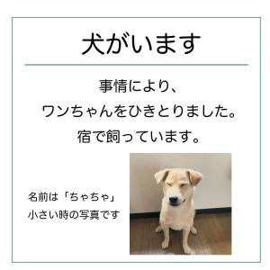 uma fotografia de um cão parado num quarto em Guesthouse Sakamichi Sampo em Kushiro