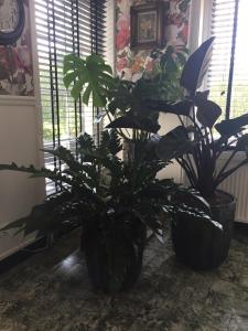 twee planten in potten in een kamer met een klok bij Huyze-peppins in Maldegem