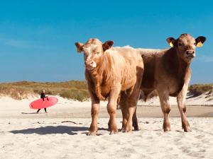 two cows standing on a beach with a person with a surfboard at Kirkapol Beach Pod - Flow in Middleton +10 photos