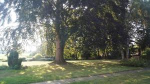 a large tree in the middle of a field at B&B Angeliter Landidyll in Gelting