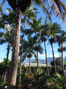 un groupe de palmiers sur la plage dans l'établissement Couleurs des îles, à Le Tampon
