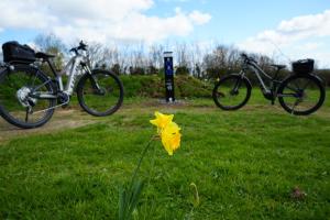 una flor amarilla en el césped junto a dos bicicletas en BlueBell, en Tenby