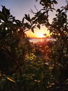 - un coucher de soleil à travers les arbres dans un jardin dans l'établissement Dream View Apartments Dalmatia, à Trogir