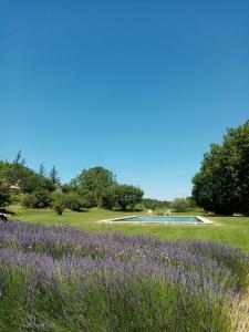 a field of purple flowers with a pool in the background at Le Lavoir in Lacoste