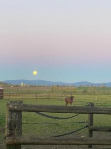 Villeneuve-lès-CerfsにあるLe petit paddockのギャラリーの写真 +18枚の写真