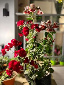 um ramo de flores vermelhas num vaso em Rishop Clouds Homestay em Rishop