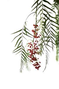 Galeriebild der Unterkunft Agriturismo Pepe Rosa in Rivoli Veronese