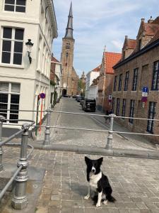 a black and white dog sitting on a street at APL8 St-Anna B&B in Bruges
